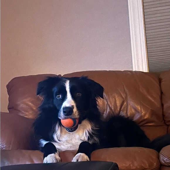 Meet your Posher, Teisha - Picture 3 of 8